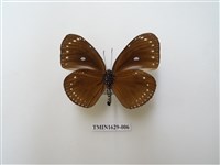 藏品(小紫斑蝶)的圖片